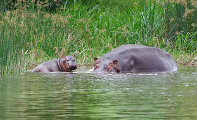 Image showing Hippo calf and cow waterside in Africa