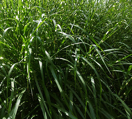 Image showing grass leaves