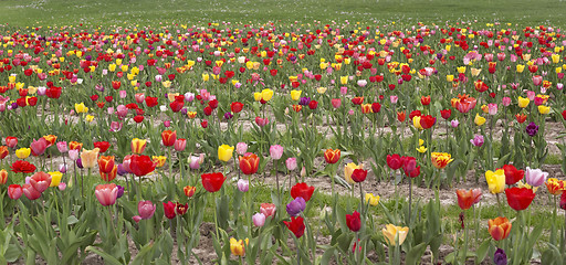 Image showing colorful field of tulips