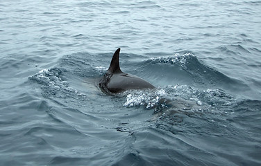 Image showing dolphin