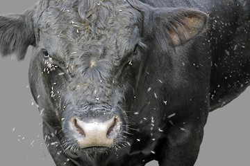 Image showing fly scourge and cow