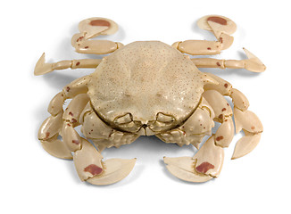 Image showing moon crab in white back