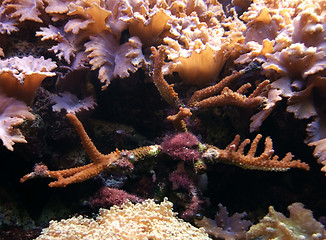 Image showing underwater scenery