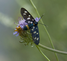 Image showing Nine-spotted moth