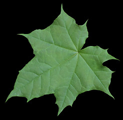 Image showing green leaf in black back