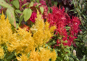 Image showing sunny flowers