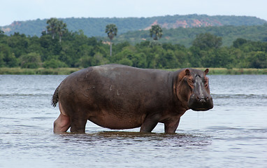 Image showing Hippo in Africa