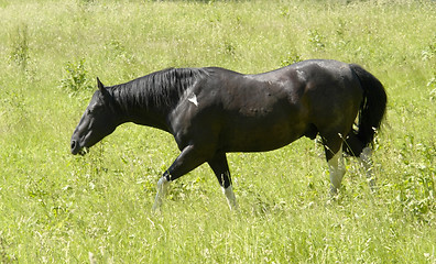 Image showing dark horse in sunny ambiance