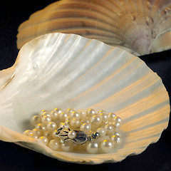 Image showing seashell and pearl necklace