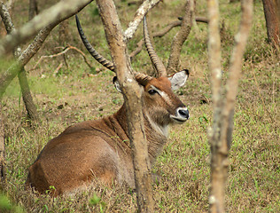 Image showing Defassa Waterbuck in Uganda