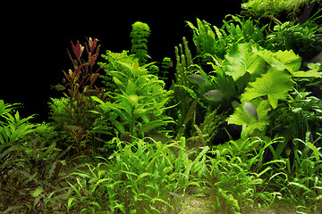 Image showing water plants