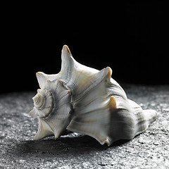 Image showing seashell