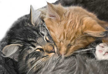Image showing snuggling kittens