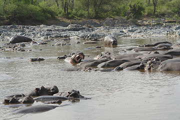 Image showing Hippos in the water