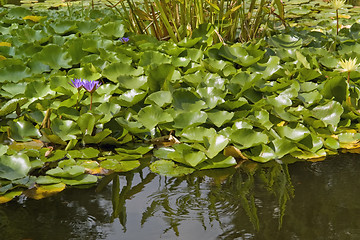 Image showing sunny illuminated water lilies