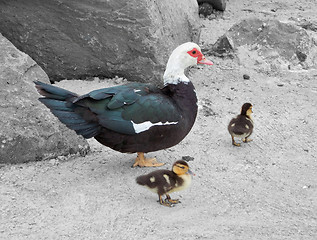 Image showing duck with fledglings