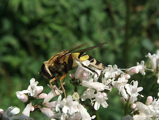 Image showing hover fly
