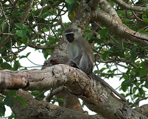 Image showing vervet monkey sitting on a bough