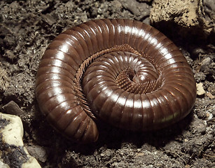 Image showing Millipede