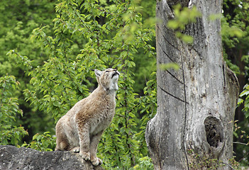 Image showing Eurasian Lynx ready to jump