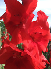 Image showing red gladiolus flower