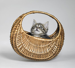 Image showing kitten looking up in small basket