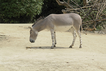 Image showing African Wild Ass