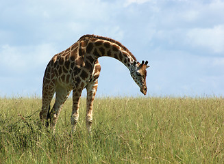 Image showing Giraffe in african grassland