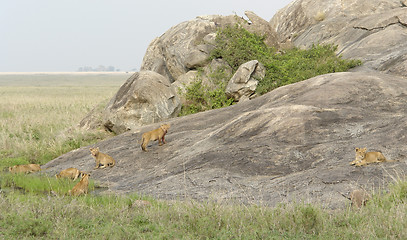 Image showing young Lions playing on a rock formation