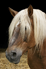 Image showing horse portrait