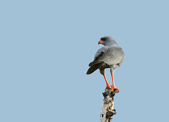 Image showing goshawk in Africa