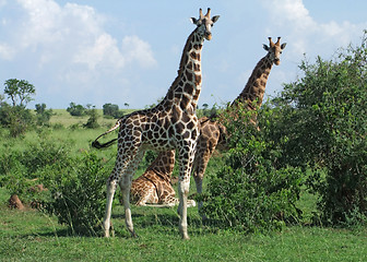 Image showing Giraffes in Africa