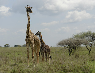 Image showing old and young Giraffe