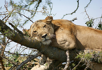 Image showing Lion resting on a tree