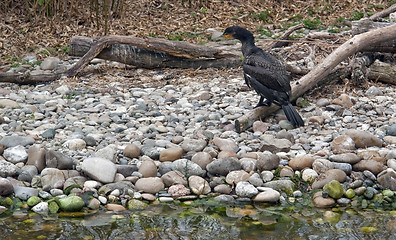 Image showing waterside scenery with Great Cormorant