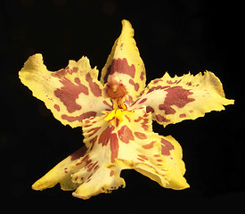 Image showing yellow and red orchid flower