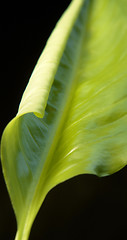 Image showing abstract spring leaf detail