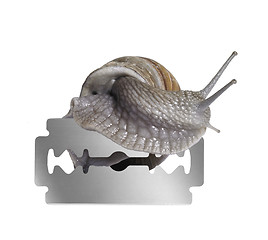 Image showing Grapevine snail and razor blade