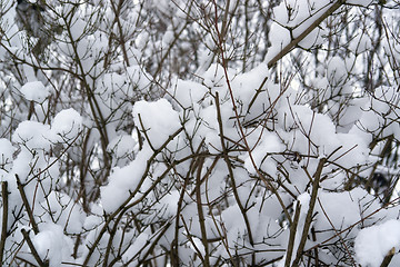 Image showing twigs and snow