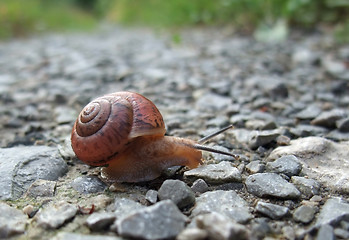 Image showing Grove snail creeping on gravel