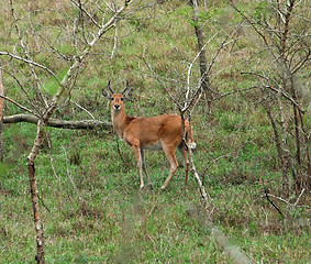 Image showing Uganda Kob in shrubby ambiance