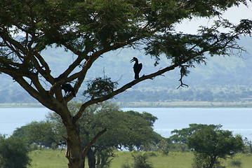 Image showing african bird on tree