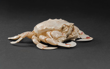 Image showing moon crab in dark back