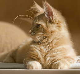 Image showing Maine Coon kitten