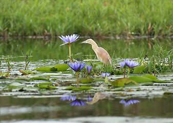 Image showing Cattle Egret waterside