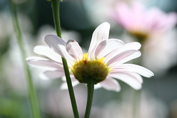 Image showing Flower