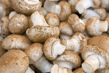 Image showing white mushroom background