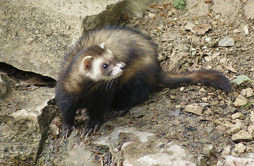 Image showing Ferret in stony back