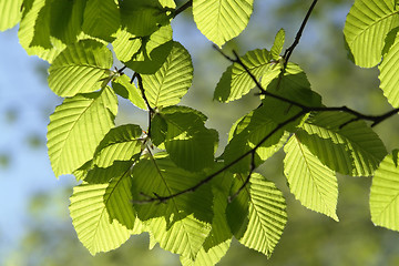 Image showing sunny illuminated spring leaves