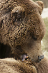 Image showing Brown Bear detail